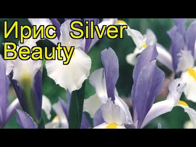 Ирис Сильвер Бьюти (Silver Beauty). Краткий обзор, описание характеристик, где купить луковицы