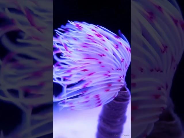 WORM...? Yes,Tube Worm "Marine Creature"#shorts #youtube #youtubeshorts #instagram #reels