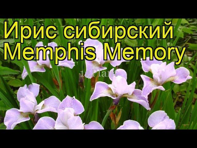 Ирис сибирский Мемфис Мемори. Краткий обзор, описание характеристик iris sibirica Memphis Memory