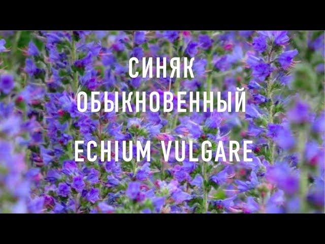 СИНЯК ОБЫКНОВЕННЫЙ(Медоносы Украины) | ПчелоСад