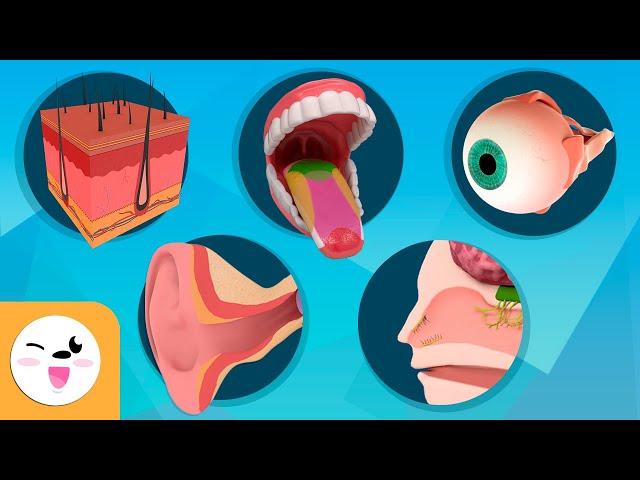 Senses for Kids - Taste, Touch, Sight, Hearing and Smell