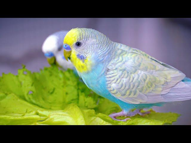 Happy Budgie Sounds while Eating Lettuce