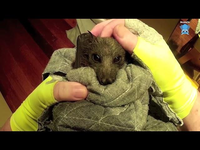 Rescuing a baby flying-fox who was trapped in an atrium:  this is Hecate