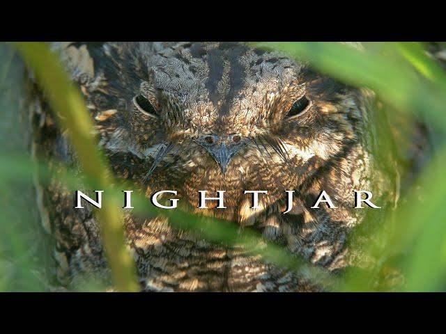 European nightjar. Birds during breeding season. Bird sounds and nest with eggs and chicks.