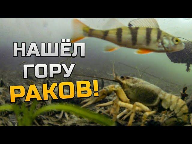 Где раки зимуют?! Огромная гора раков! Моменты поклёвки и реакция рыбы на мормышку. Подводные съёмки