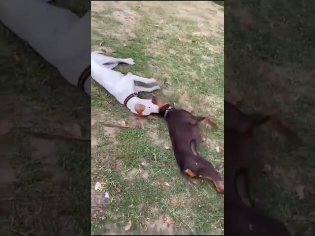 dogs playing together| masti time | fun masti maza| #play #funny #fun#shorts  #pets #dog #doberman