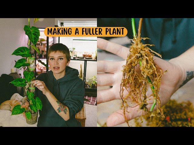 Chopping Philodendron Verrucosum + Extending Moss Pole ️ (air layering propagation results!)