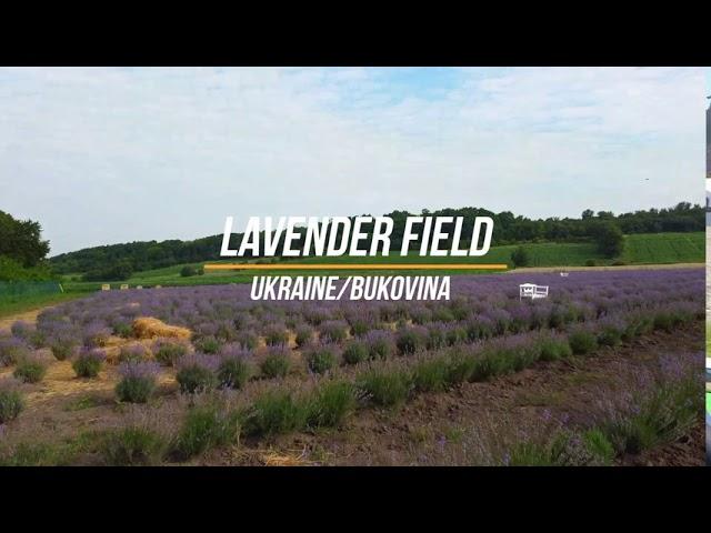 Lavande field/Ukraine/Bukovina