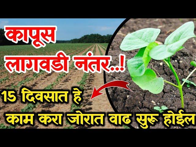 कापूस लागवडीनंतर लगेच हे काम करा / Kapus pikat he kam kara