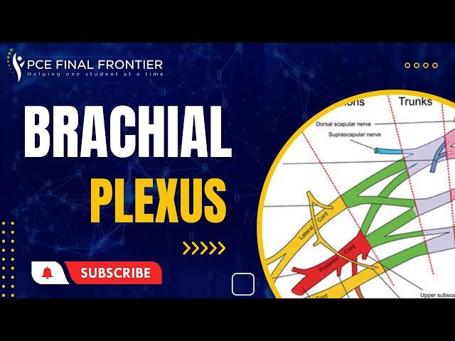 Brachial Plexus Concept & Understanding Nerve Injury | PT Exam Canada | Physiotherapy In Canada