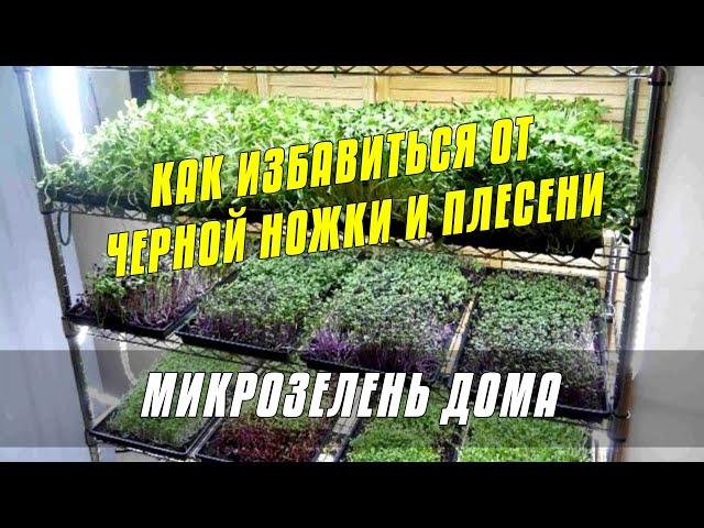 Как избавиться от черной ножки и плесени на Микрозелени Подсолнечника #микрозелень #огород #дача