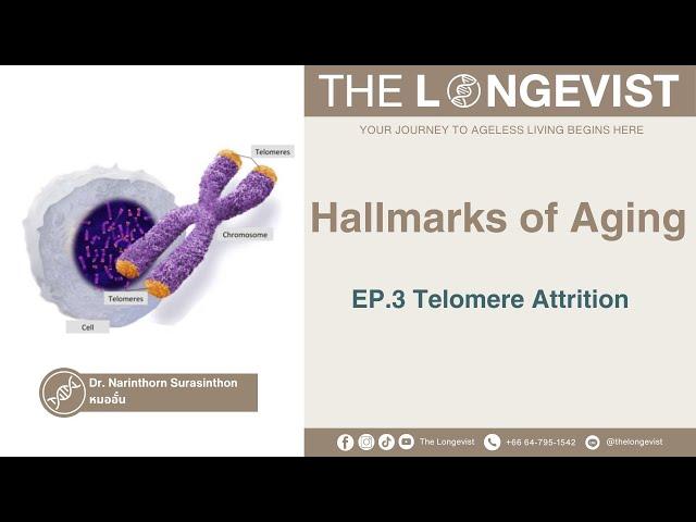 Hallmarks of Aging EP 3 Telomere Attrition