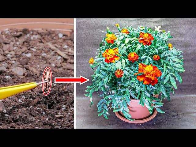 Growing Marigold Flower Time Lapse - Seed to Flowers (70 Days)