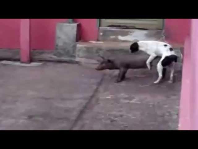 Собака хочет свинью 2