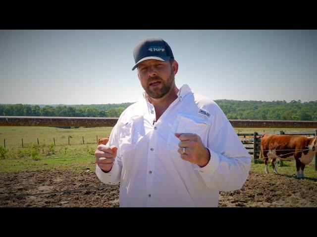 FerAppease at Tennessee River Music Strengthens Cattle Management