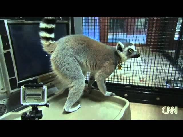 How smart is a Lemur?