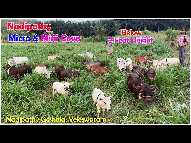 Micro Mini cows in our farm | Nadipathy Goshala | #minicow #youtube  #punganur #cute #nadipathycows