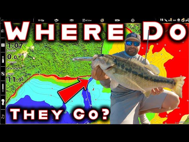 Where Do Bass Go In Fall? (And The Best Tricks To Catch Them)