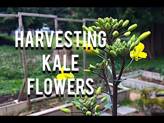 Harvesting Kale Flowers