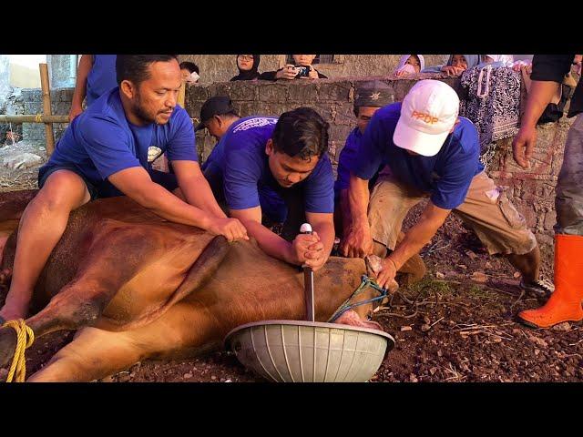 menjelang pemotongan Sapi Qurban Jumbo 2023 sekali tarik pake pisau super kecil || Idul Adha 1444.H