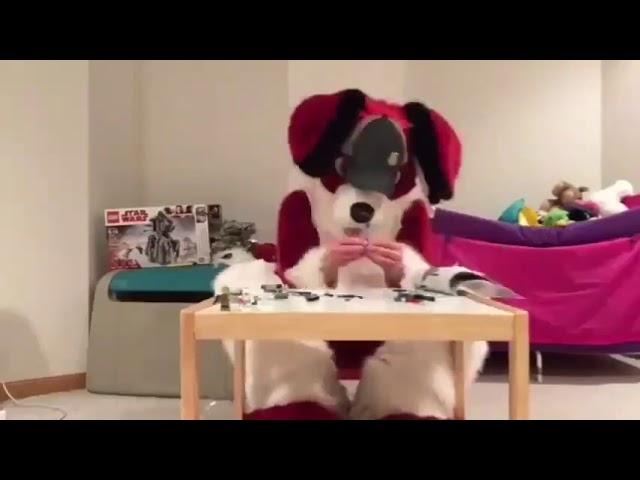 Furry timelapse #1: Beagle.in.red