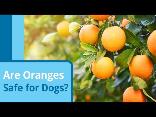 Are Oranges Safe for Dogs?