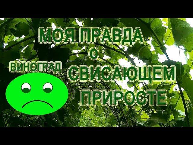 Виноград Отказываюсь От Свисающего прироста Почему У Меня не Получилось