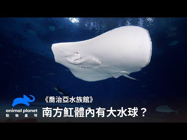 魟魚體內長水球？獸醫手動排液解決問題｜喬治亞水族館｜動物星球頻道