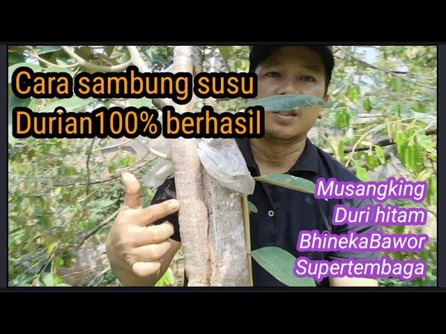 Cara sambung susu durian berhasil 100 % dari berbagai varian unggul