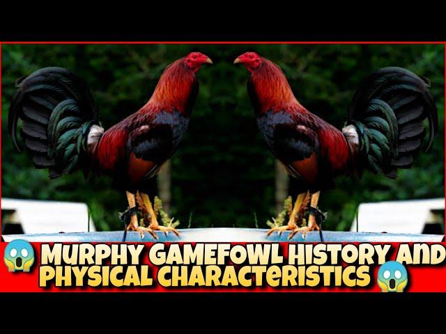 The History and physical characteristics of Murphy chicken.