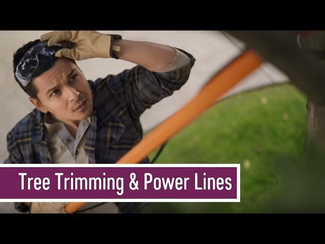 Tree Trimming & Power Lines | SCE Safety Tips