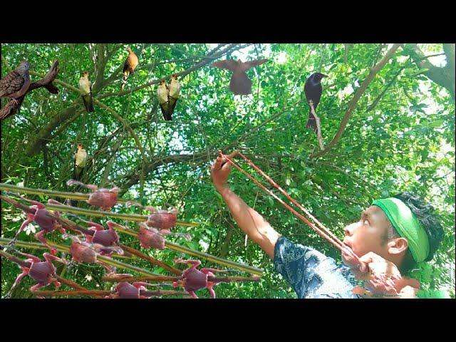 Hunting slingshot #82 - Shoot pigeons and swallows, cook for food || Thai S