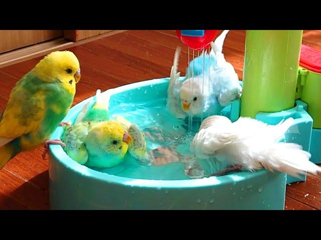 初めて、家族全員で水浴びを楽しみました/セキセイインコ家族/生後6ヶ月目の幼鳥