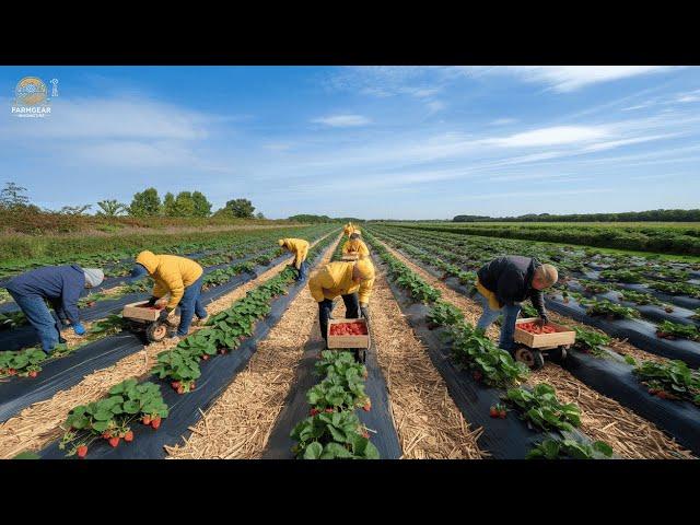 How California Famers MILLIONS Of Strawberries Harvest & Packing  | Agriculture Technology