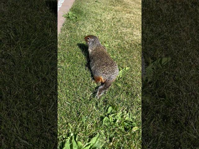 Look at my bum bum  #butt #funny #cute #life #canada #animal #groundhog #viral #lol #baby #memes