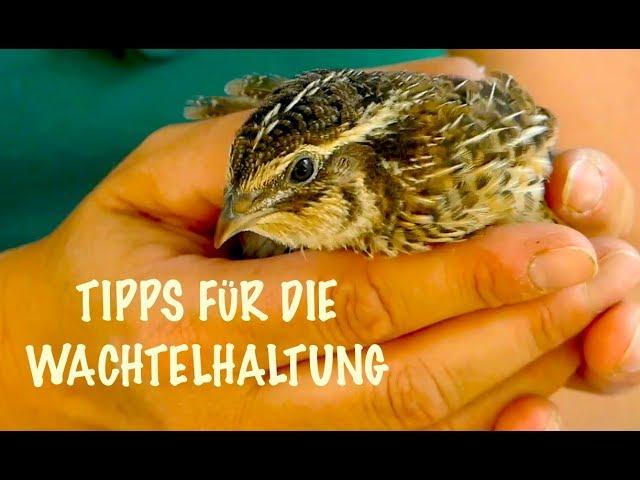 Die besten Tipps für die Wachtelhaltung mit Verena, Wachteln Fütterung, Zucht, Haltung, Eier, Stall