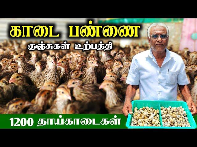 காடை பண்ணை தொடங்கலாமா? 10 வருட அனுபவத்தில்! quail farm