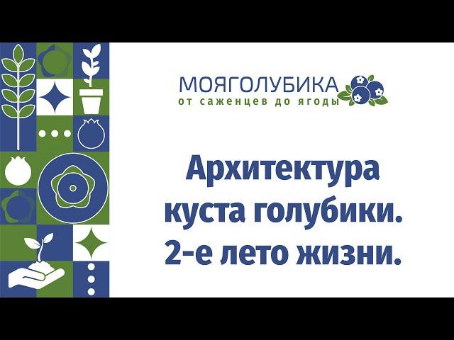 Архитектура куста голубики. 2е лето жизни.