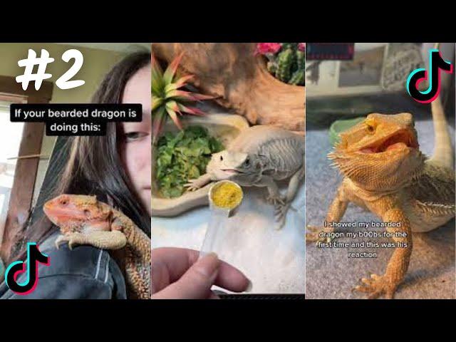 Bearded Dragon/Compilation TikTok (2023/4K)          PART 2