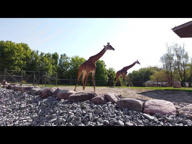 Toronto Zoo Tour Walkthrough 2018 [4K]