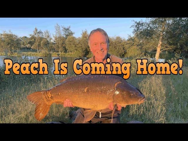 Peach Is Coming Home! Carp Clips & Paste Wraps