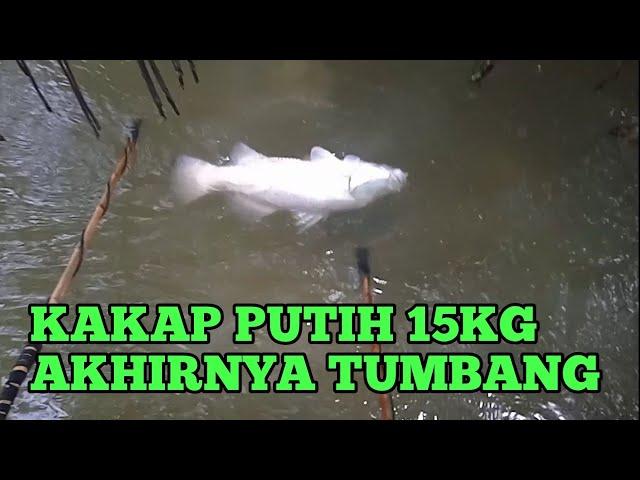 SETRUM PDC 8FEET JUMBO AKHIRNYA KAKAP PUTIH 15KG TUMBANG