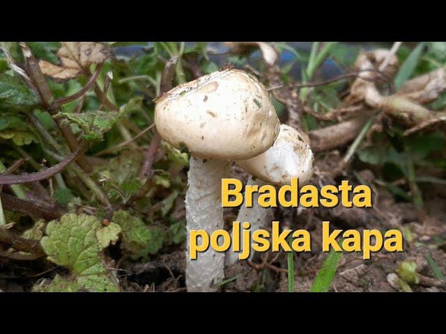 Agrocybe molesta! Nova gljiva na kanalu!