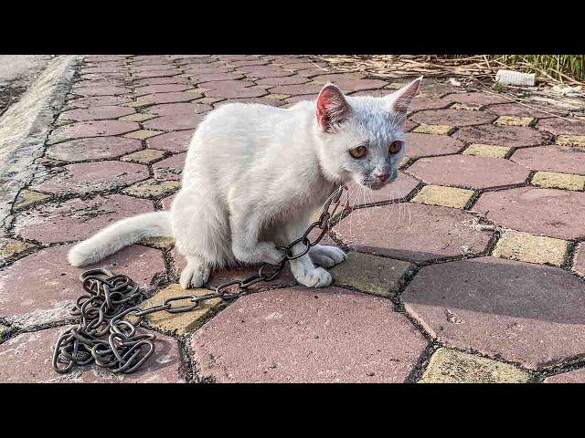 An abandoned cat lost a front leg, lived its whole life in chains, desperately begging for help!