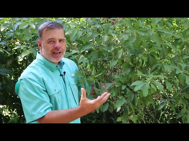 Common sassafras (Sassafras albidum) - Plant Identification