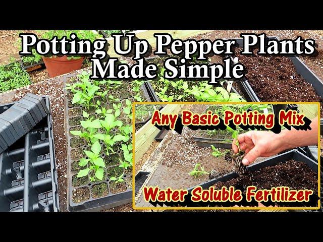 Potting Up Pepper Plants Made Simple: A Basic Potting Mix & Water Soluble Fertilizer for Success!