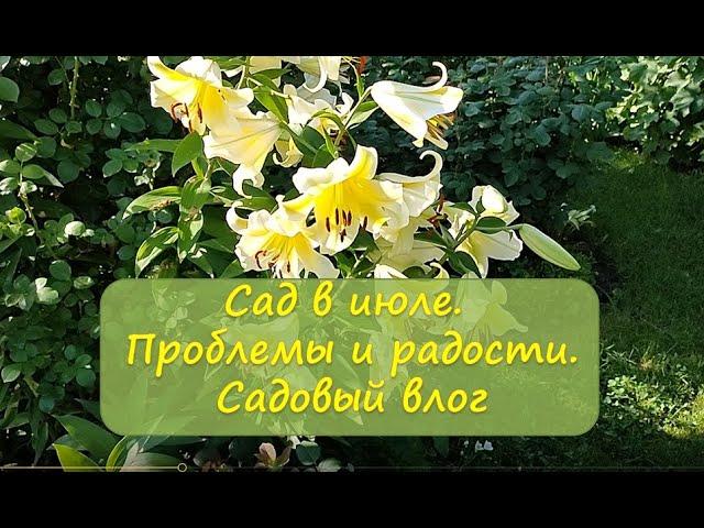 Сад в июле. Проблемы и радости.  Садовый влог.