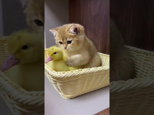 The life of ducklings and cute cats. Very interesting