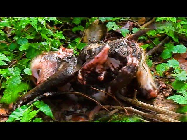 Primate monkey.../Please loves cute baby.../Cute life baby.../Nice clip.../Netflix 168