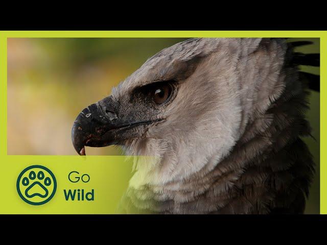 Flooded Forest - Brazil: A Natural History 5/5 - Go Wild